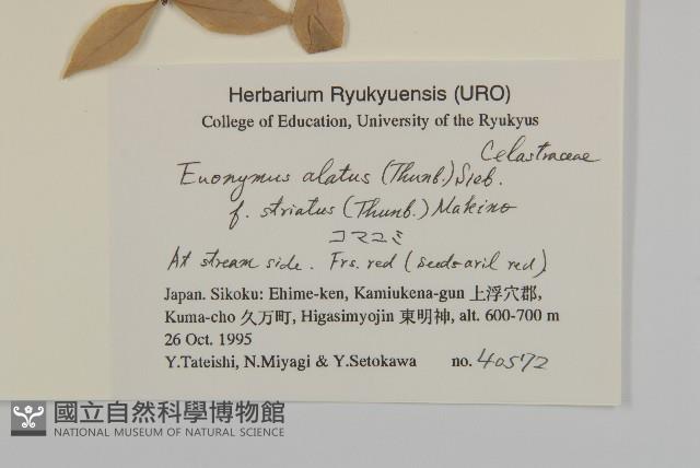 齒毛衛矛藏品圖，第2張