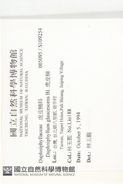 虎皮楠藏品圖，第2張