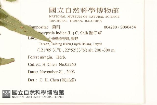 鵝仔草藏品圖，第2張