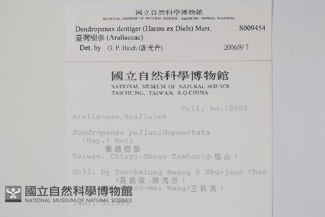 臺灣樹參藏品圖，第2張