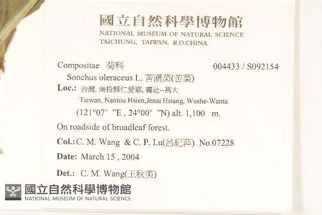 苦滇菜、苦菜藏品圖，第2張