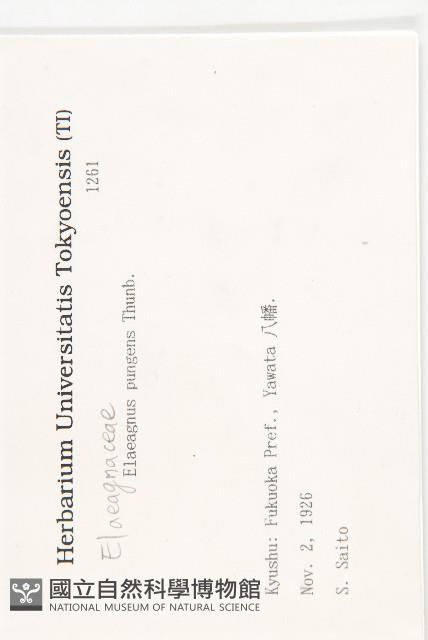 胡頹子藏品圖，第2張