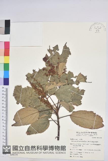 Kamala Tree, Monkey Face Tree Collection Image