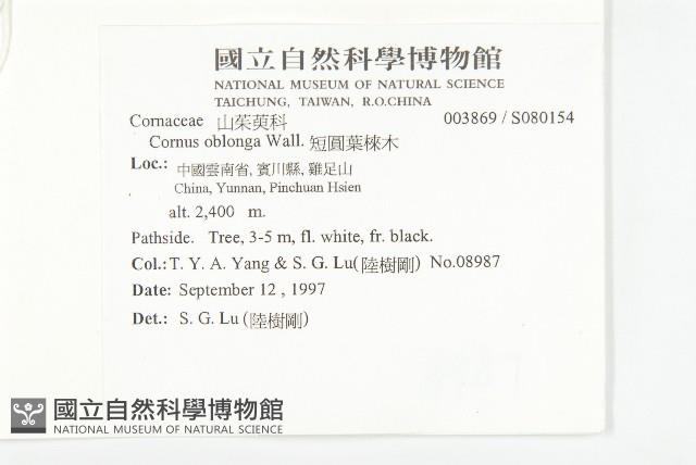 短圓葉棶木藏品圖，第2張