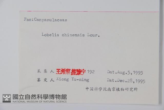 半邊蓮、鐮磨仔草藏品圖，第2張