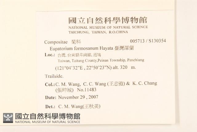 臺灣澤蘭藏品圖，第2張