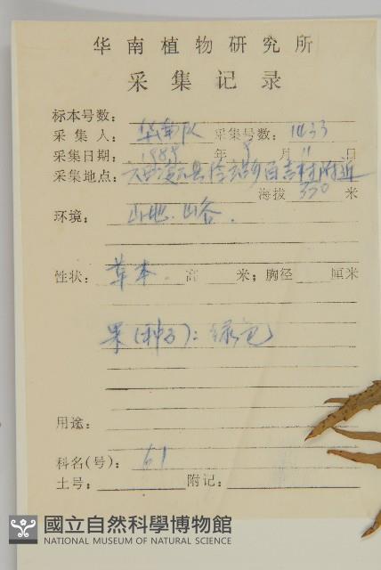 臭杏、土荊芥藏品圖，第2張