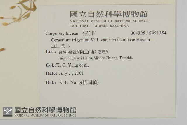 玉山卷耳藏品圖，第2張