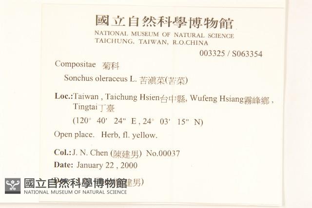 苦滇菜、苦菜藏品圖，第2張