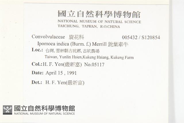 銳葉牽牛藏品圖，第2張