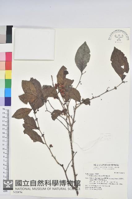 細葉饅頭果藏品圖，第1張