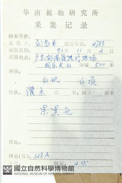 亮葉杜英藏品圖，第2張