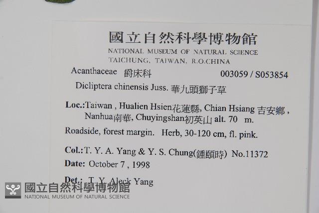 華九頭獅子草藏品圖，第5張