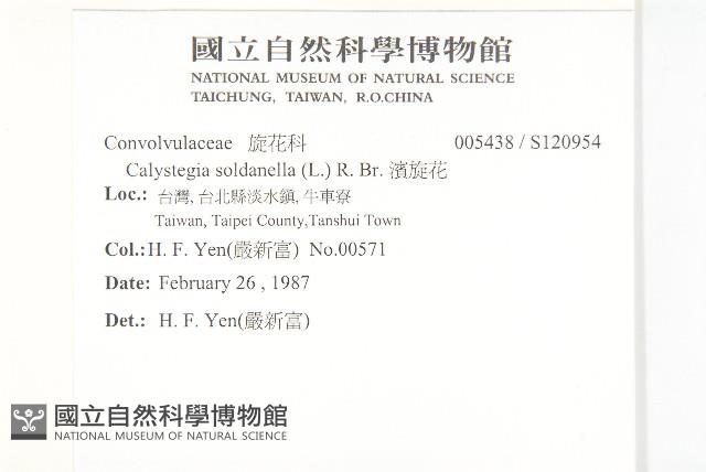 濱旋花藏品圖，第2張