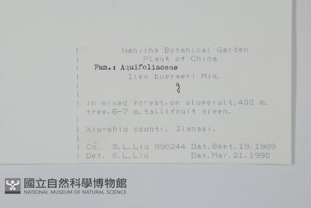 短梗冬青藏品圖，第2張