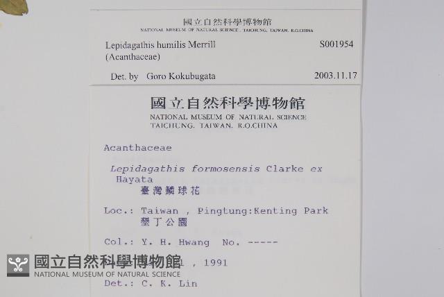 矮鱗球花藏品圖，第2張