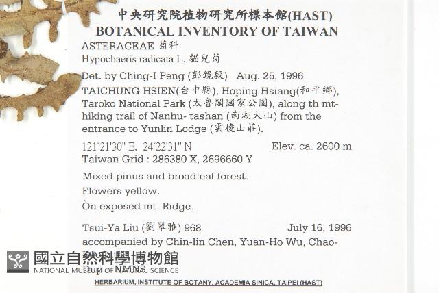 貓兒菊藏品圖，第2張