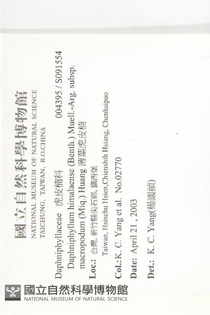 薄葉虎皮楠藏品圖，第5張