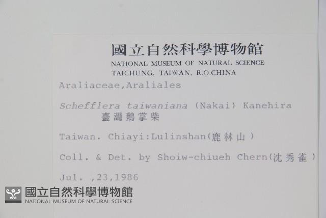 臺灣鵝掌柴藏品圖，第2張