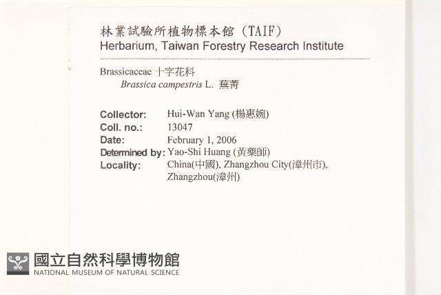 油菜藏品圖，第2張