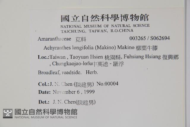 柳葉牛膝藏品圖，第2張