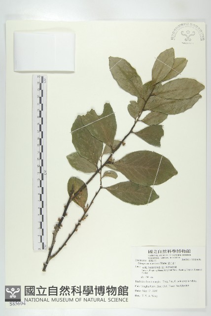 黃心柿藏品圖，第1張
