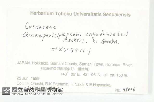 草茱萸藏品圖，第2張