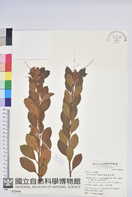 金毛杜鵑藏品圖，第1張