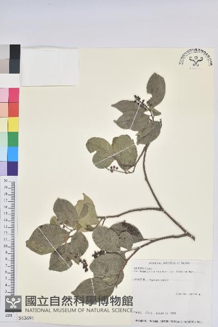 枯里珍藏品圖，第1張