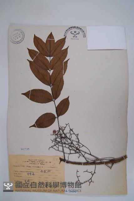 木蠟樹、山漆藏品圖，第1張