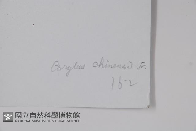 華榛藏品圖，第2張