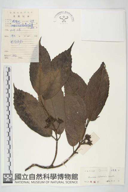 桃葉珊瑚藏品圖，第1張