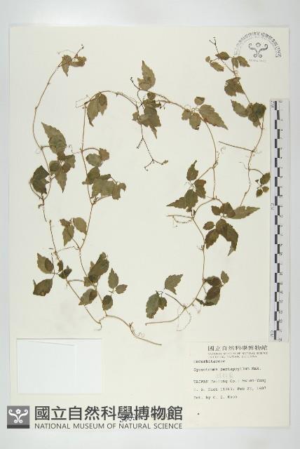 絞股藍藏品圖，第1張