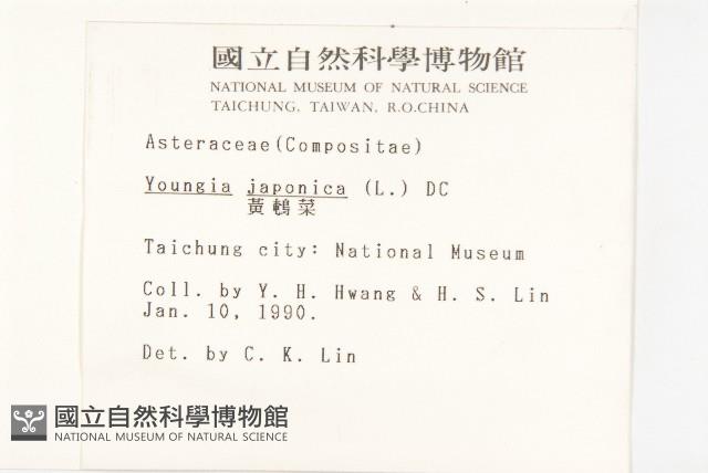 黃鵪菜藏品圖，第2張