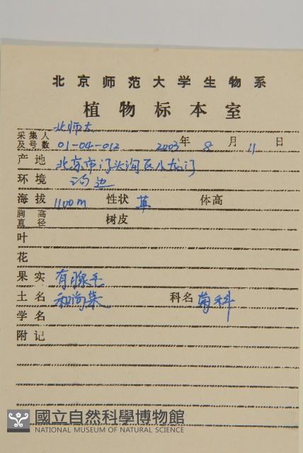 腺梗菜藏品圖，第2張