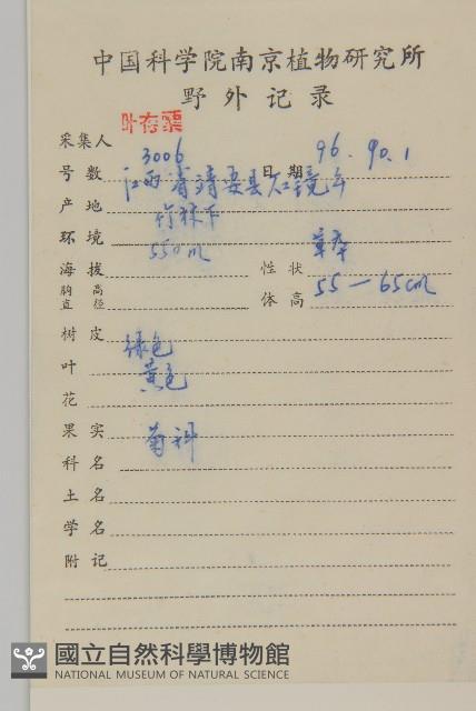 天名精藏品圖，第2張