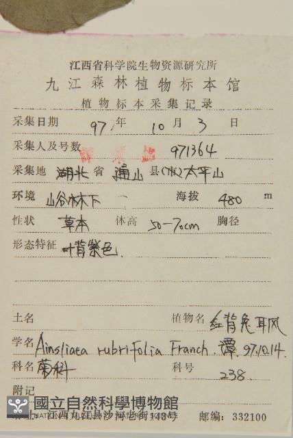 紅背兔耳風藏品圖，第2張