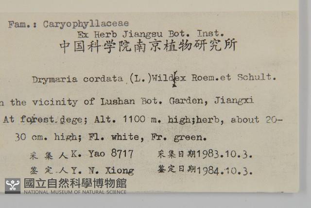 荷蓮豆藏品圖，第2張