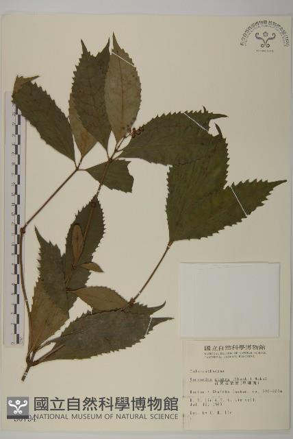 草珊瑚、紅果金粟蘭藏品圖，第1張