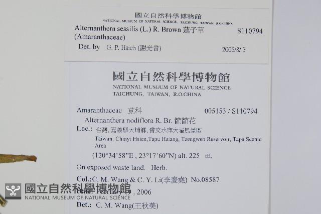 蓮子草藏品圖，第2張