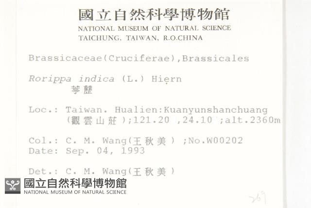 葶藶藏品圖，第2張