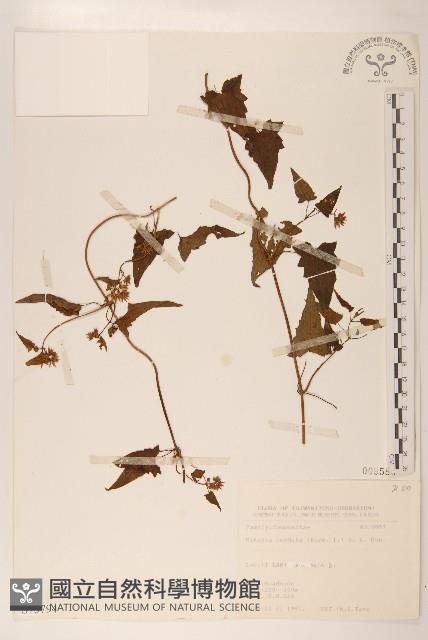 蔓澤蘭藏品圖，第1張