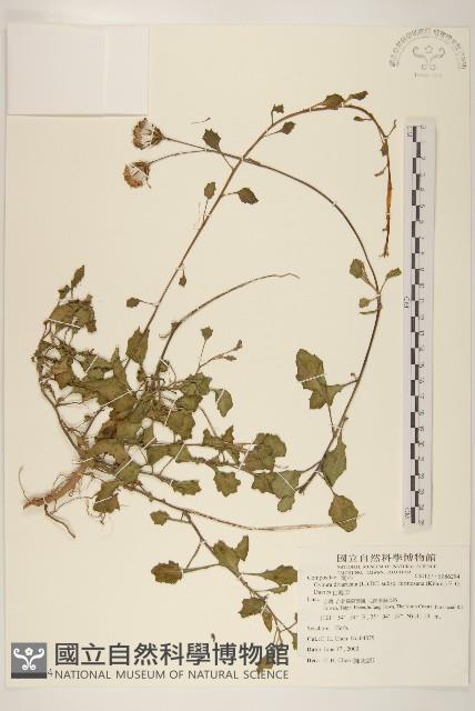 白鳳菜藏品圖，第1張