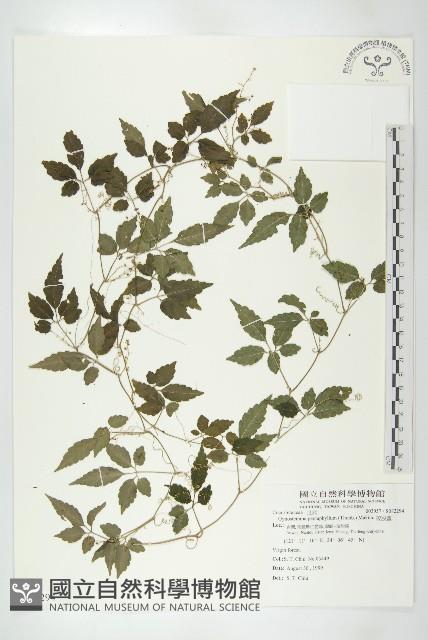 絞股藍藏品圖，第1張