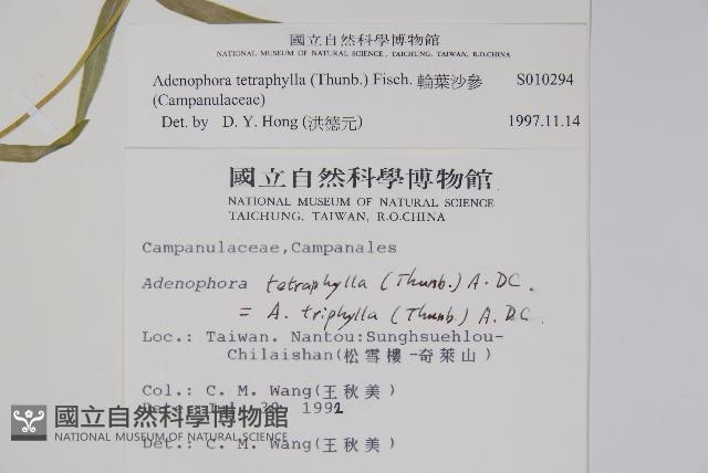 輪葉沙參藏品圖，第2張