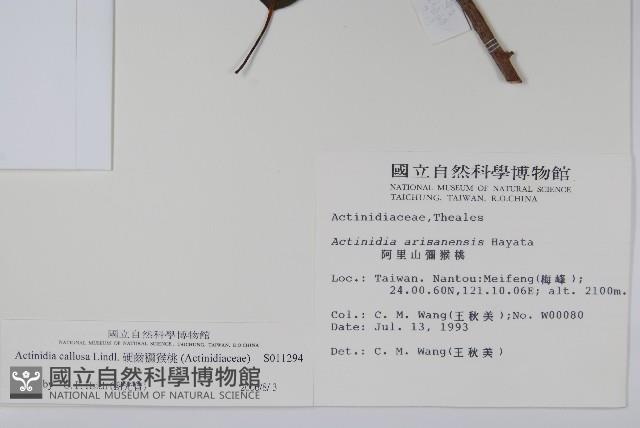 硬齒獼猴桃藏品圖，第2張