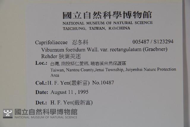 狹葉莢迷藏品圖，第2張