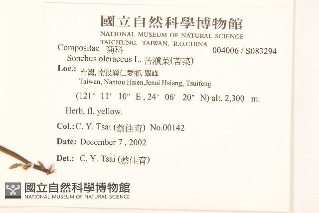 苦滇菜、苦菜藏品圖，第2張