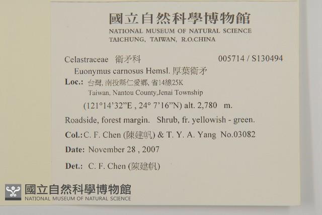 厚葉衛矛, 源一木藏品圖，第2張