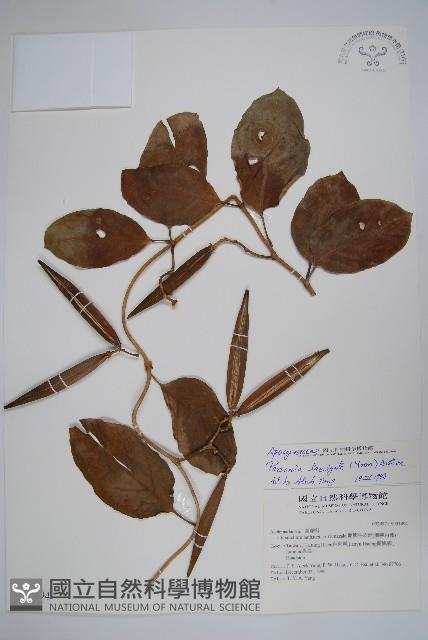 爬森藤藏品圖，第1張